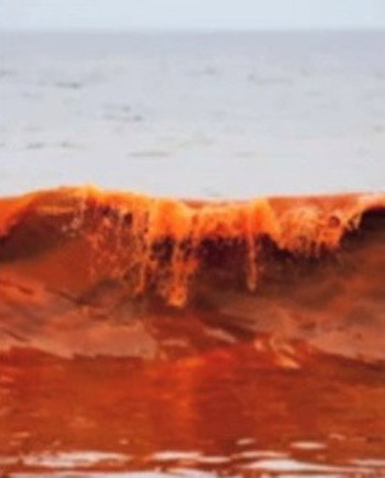 Red Tide at Knysna, image grab from YouTube (2014)